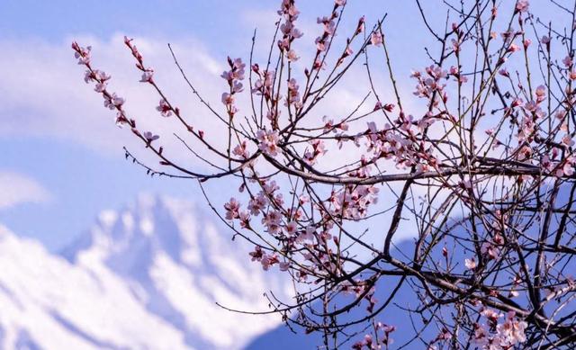 盛开的桃花与远处的雪山相映成景